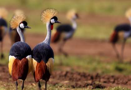 Masais du Kenya © Shutterstock - Zanuda
