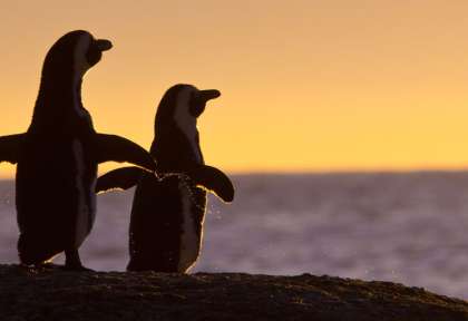 Manchots à Cape Town © Shutterstock - Steffen Foerster