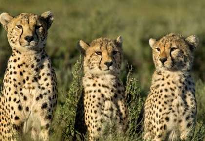 Zimbabwe - Hwange © Shutterstock - Stephanie Periquet