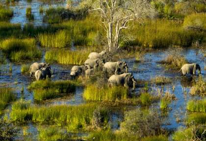 Delta de l'Okavango