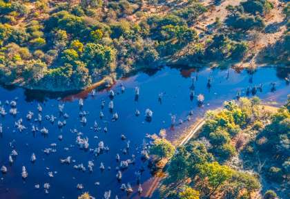 Botswana, delta de l'Okavango ©Shutterstock, Vadim Petrakov