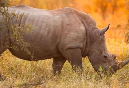 Afrique du Sud
Kruger