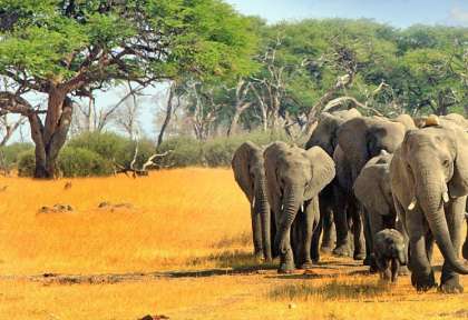 Parc national de Hwange
