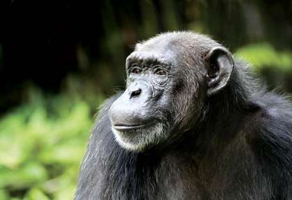 rwanda_nyungwe_national_park_wild_frontiers