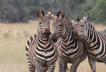 Rwanda - Parc national d'Akagera - Wild Frontiers