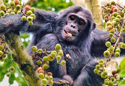rwanda_nyungwe_national_park_wild_frontiers