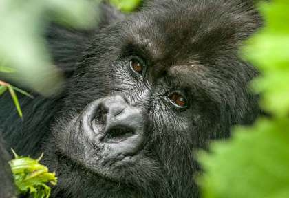 Rwanda
Parc des Volcans