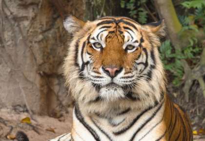Tigre à Bandhavgar © Shutterstock - Urvad Ikov