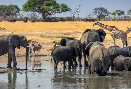 Botswana
Delta de l'Okavango