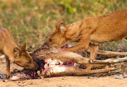 Sasan Gir - Gujarat © Shutterstock
