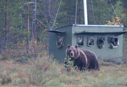 Affût d'observation des ours