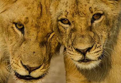 Couple de lions © Shutterstock - Philip Elard
