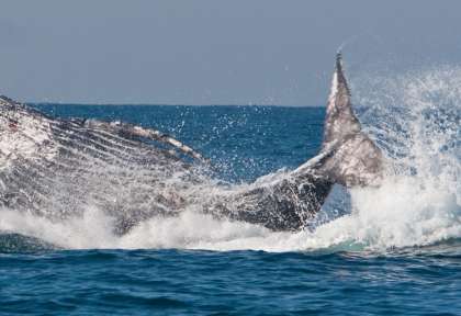 Observer les baleines à bosse © Kelbephotography