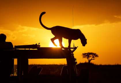 Grues couronnées au Masai Mara © Shutterstock - Maggy Meyer