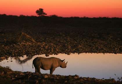 Rhinocéros à Etosha