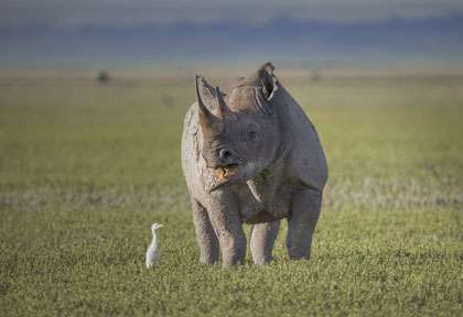 rhinocéros dans le Ngorongoro