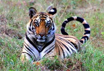 Tigre de Bandhavgar