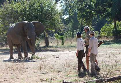 éléphant en safari à pied