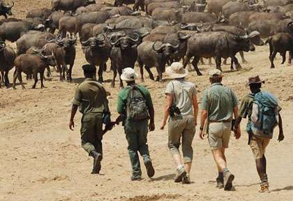 buffles en safari à pied