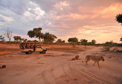 Safari à Hwange avec Somalisa