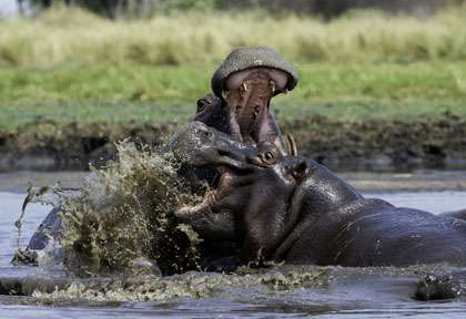 combat d'hippopotames