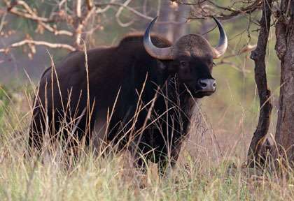Gaur ou bison d'Inde