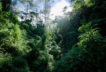 Forêt tropicale à Zomba