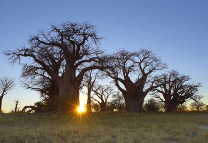 Baines' baobabs à Nxai Pan