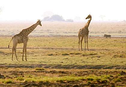 Girafes dans les marais