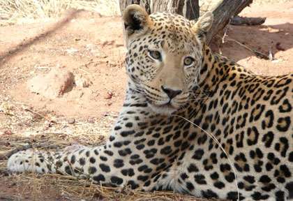 Léopard à Africat © Wild Dog Safaris