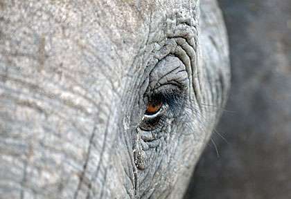 l'oeil de l'éléphant