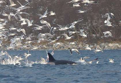 orques en chasse