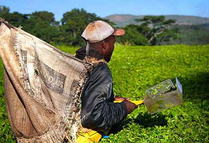 récolte du thé ©Hundington House
