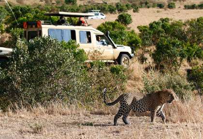 véhicules de safari autour d'un léopard