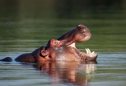 hippo de St Lucia