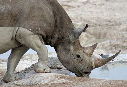 rhinocéros  blanc © Wild Dog Safaris