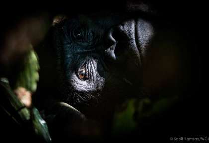 Congo - Gorille ©Scott Ramsay