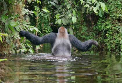 Congo - Gorille ©Sean Brogan