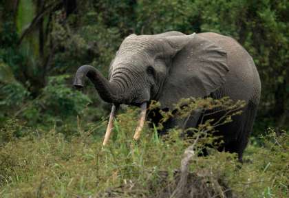 Congo - Elephant ©Shutterstock, Godon Photo