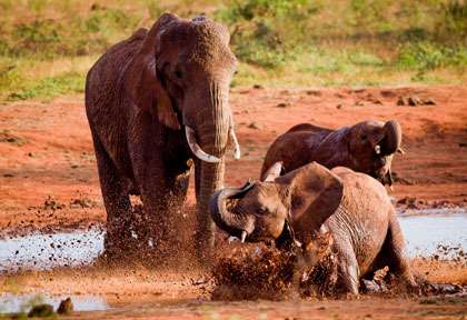 Eléphants rouges de Tsavo