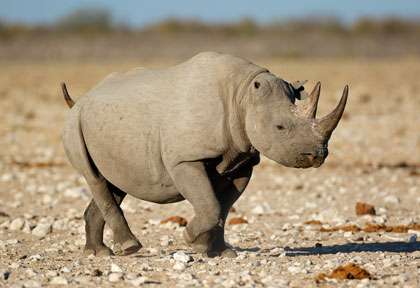rhinocéros noir à Etosha