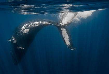 Mexique - Basse Californie ©Dany Taylor