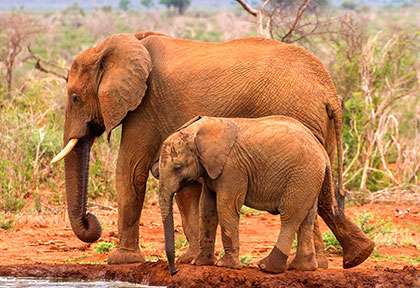Madikwe game reserve, éléphants