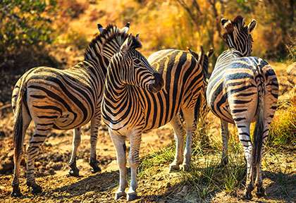 Madikwe game reserve, zèbres