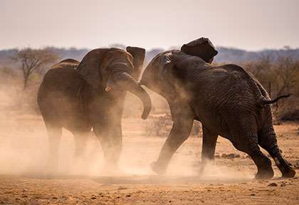 Madikwe game reserve, éléphants