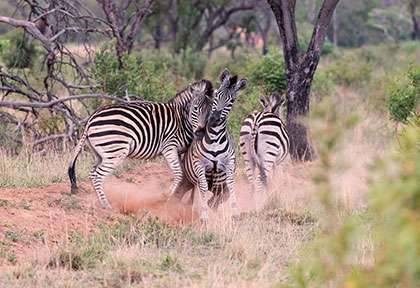 waterberg, zèbres