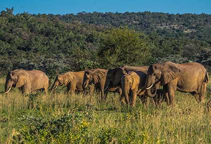 Afrique du Sud - Waterberg - Elephants