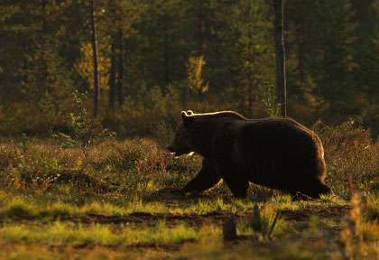 Ours en Finlande