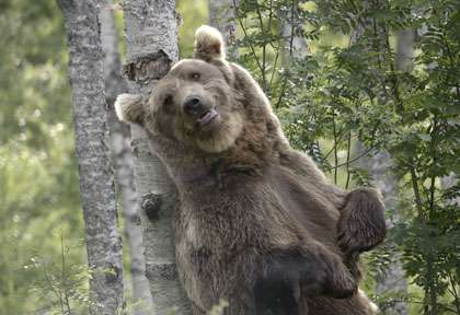 Ours en Finlande
