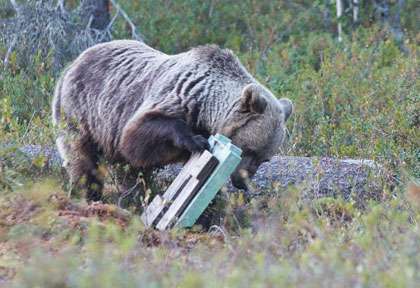 Ours en Finlande